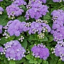 Агератум мексиканский (Ageratum houstonianum)