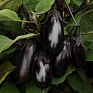 Баклажан (Solanum melongena)