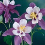 Аквилегия гибридная (Aquilegia hybrida)