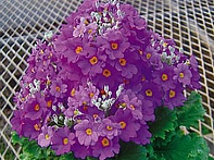 Примула нежная