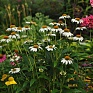 Эхинацея пурупурная (Echinacea purpurea)