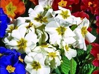 Примула полиантовая (многоцветковая)
