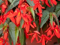 Бегония боливийская ампельная (Santa Cruz F1) Бегония боливийская ампельная (Santa Cruz F1)