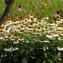 Эхинацея пурупурная (Echinacea purpurea)