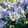 Аквилегия гибридная (Aquilegia hybrida)