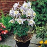 Аквилегия гибридная (Aquilegia hybrida)