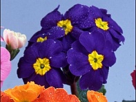 Примула полиантовая (многоцветковая)