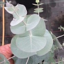 Эвкалипт припудренный (Eucalyptus pulverulenta)