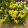 Алиссум скальный (Alyssum (aurinia) saxatile)