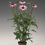 Эхинацея пурпурная (Echinacea purpurea)