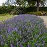 Ангелония узколистная (Angelonia angustifolia)