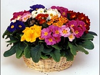 Примула полиантовая (многоцветковая)