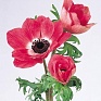 Анемона (Ветреница) корончатая (Anemone coronaria)