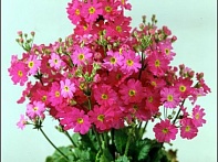 Примула нежная