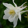 Аквилегия гибридная (Aquilegia hybrida)