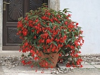 Бегония боливийская ампельная (Copaсabana F1) Бегония боливийская ампельная (Copaсabana F1)