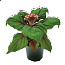 Целозия гребенчатая (Celosia cristata)