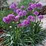 Армерия ложноармерия (Armeria pseudarmeria)
