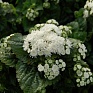 Агератум мексиканский (Ageratum houstonianum)