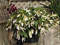 Бегония боливийская ампельная (Santa Barbara F1) Бегония боливийская ампельная (Santa Barbara F1)