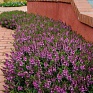 Ангелония узколистная (Angelonia angustifolia)