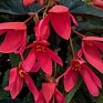 Бегония боливийская ампельная (Begonia boliviensis x hybrida) Бегония боливийская ампельная (Begonia boliviensis x hybrida)