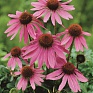 Эхинацея пурпурная (Echinacea purpurea)