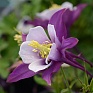 Аквилегия гибридная (Aquilegia hybrida)