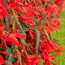 Бегония боливийская ампельная (Begonia boliviensis x hybrida)