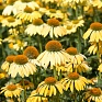 Эхинацея пурпурная (Echinacea purpurea)