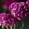 Армерия морская (Armeria maritima)