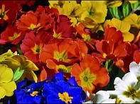 Примула полиантовая (многоцветковая)