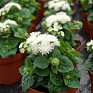 Агератум мексиканский (Ageratum houstonianum)