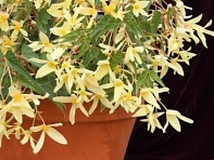 Бегония боливийская ампельная (Copaсabana F1) Бегония боливийская ампельная (Copaсabana F1)