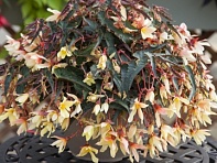 Бегония боливийская ампельная (Bossa Nova F1) Бегония боливийская ампельная (Bossa Nova F1)