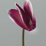 Цикламен персидский (Cyclamen persicum)