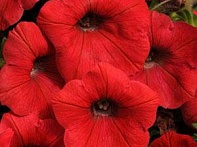 Петуния ампельная гибридная