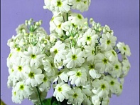 Примула нежная