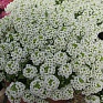 Алиссум морской (Lobularia maritima)