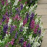 Ангелония узколистная (Angelonia angustifolia)