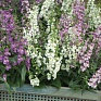 Ангелония узколистная (Angelonia angustifolia)