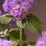 Агератум мексиканский (Ageratum houstonianum)