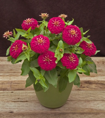 Цинния изящная (Zinnia elegans) Цинния изящная (Zinnia elegans)