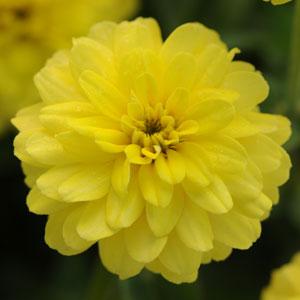Цинния мариландская (Zinnia marylandica) Цинния мариландская (Zinnia marylandica)