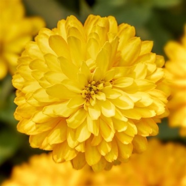 Цинния мариландская (Zinnia marylandica) Цинния мариландская (Zinnia marylandica)