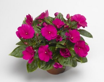 Бальзамин новогвинейский (Impatiens New Guinea)