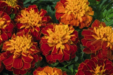 Бархатцы отклоненные (Tagetes patula)