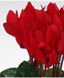 Цикламен персидский (Cyclamen persicum) Цикламен персидский (Cyclamen persicum)