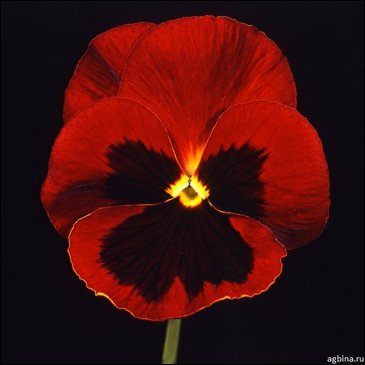 Виола Виттрока (Viola wittrockiana)