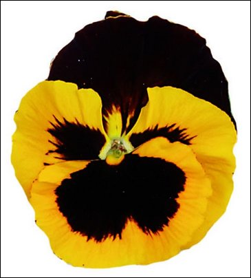 Виола Виттрока (Viola wittrockiana)